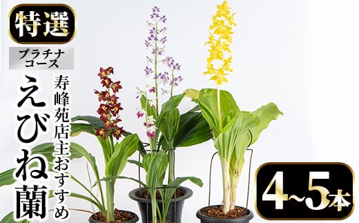 【個数限定】寿峰苑特選えびね蘭　店主おすすめ標準プラチナコース（4本～5本） 鹿児島 冠岳 で育った 蘭 時期により 花 苗 鉢入りでお届け！ 【P-011H】