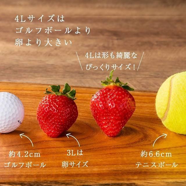 【2026年1月～4月出荷分予約販売】★希少4Lサイズ 450g ★赤のVIPボックスに入った宝石のような「完熟あまおう」！