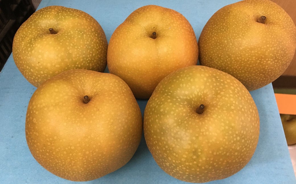 
            熊本「旬の梨」約5kg （幸水、豊水、あきづき、新高のいずれか1品種） ナシ 梨 果物 フルーツ 【2025年8月下旬～9月下旬発送予定】
          
