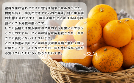 見た目は悪いが味は絶品　無茶々園のせとか　３kg