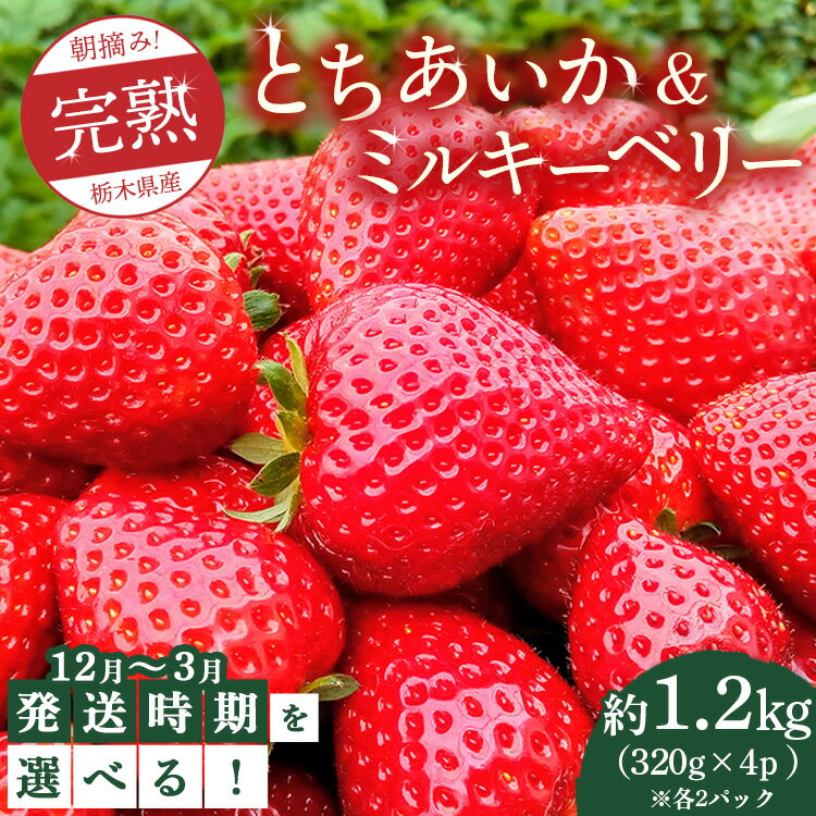【ふるさと納税】【先行予約】【選べる発送月】朝摘み！完熟とちあいか＆ミルキーベリーの紅白セット 1280g（320g×4p(各2パック) ）　※離島への配送不可