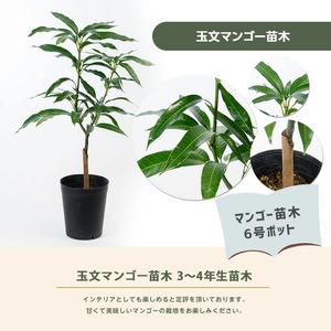 【観葉植物】玉文(ぎょくぶん)マンゴー苗木 6号ポット 3～4年生苗木 前園植物園 IB002-021  観葉植物 ※北海道・沖縄・離島配送不可
