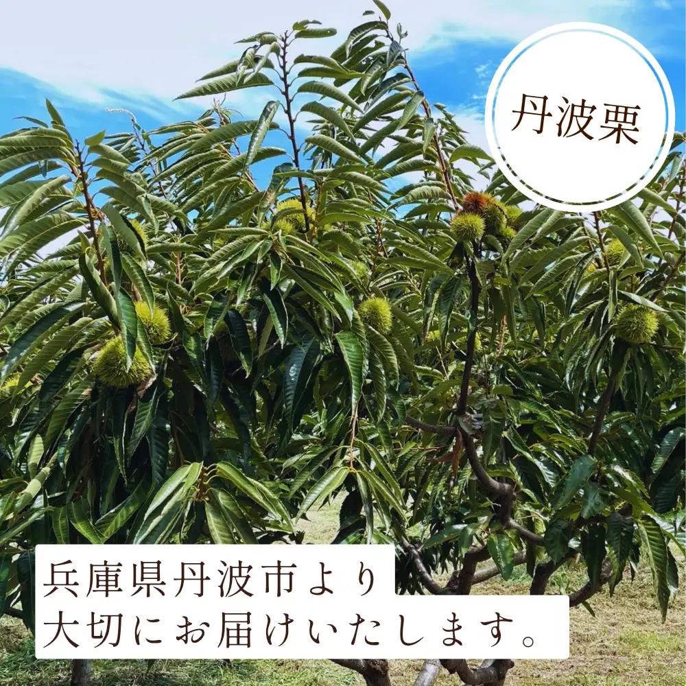 丹波市産　丹波栗　2L・2kg
