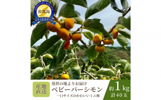 【数量限定】【先行予約】【2026年10月中旬以降順次発送】柿 ミニ柿 ベビーパーシモン ひとくちサイズ 40玉 約1kg
