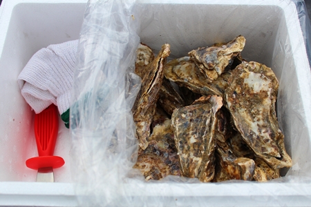 【北海道根室産】殻付カキ90～120g×24個 C-57036