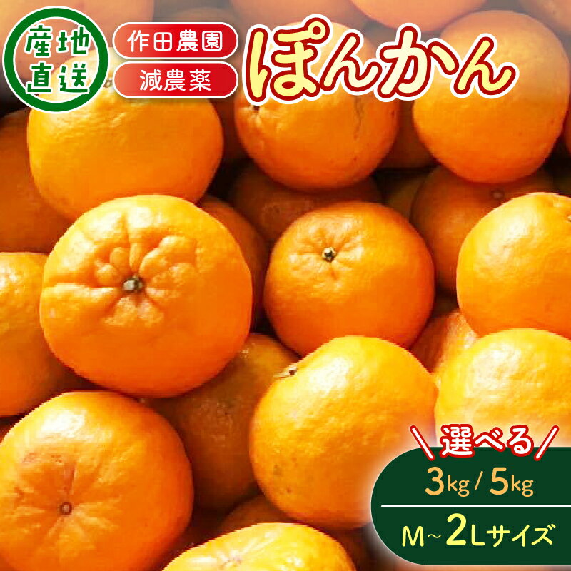 【ふるさと納税】 【先行予約】室戸市産 ぽんかん M～2Lサイズ 3kg 5kg みかん ポンカン 柑橘 かんきつ フルーツ 旬の果物 高知県 室戸市