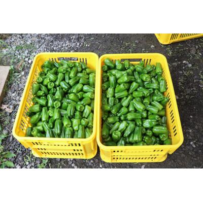 ふるさと納税 陸前高田市 先行受付 訳あり 規格外 ピーマン 約1kg 野菜 夏野菜 Farm Koganeyama |  | 02