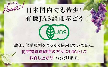 【先行予約】【農薬・化学肥料不使用】ぶどうの粒 無選別（200g) フルーツ ぶどう 葡萄 ブドウ ピオーネ 有機 無農薬 山口県 山陽小野田市 ふるさと納税 F6L-122
