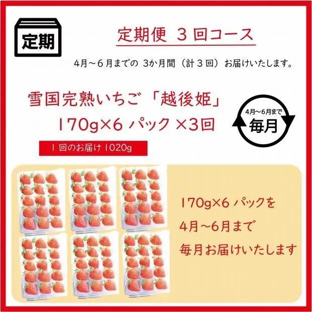 先行予約  定期便 3回【4～6月発送】雪国完熟いちご越後姫 170g×6全3回 定期配送 越後姫 いちご 定期便 完熟 苺 新潟 苺の花ことば