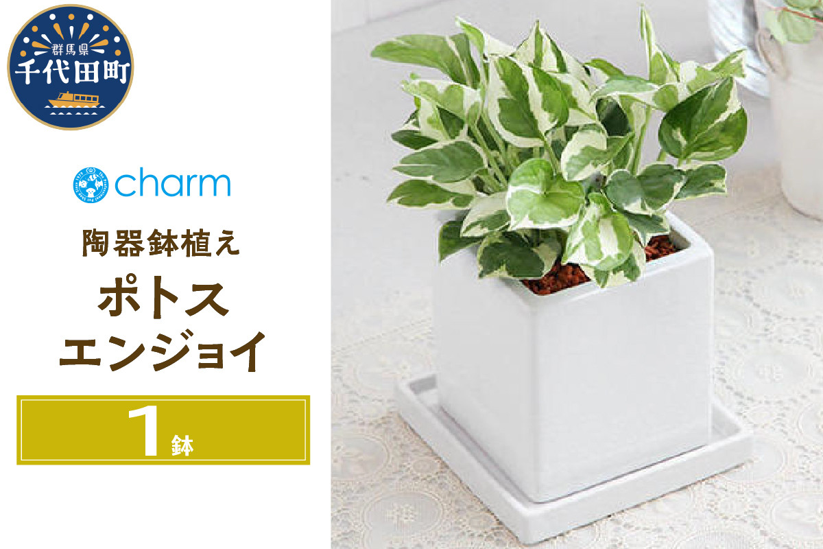 
観葉植物 ポトス エンジョイ 陶器鉢植え ダイスＭ白（１鉢） 受皿付 セラミス 北海道冬季発送不可 群馬県 千代田町 インテリア ナチュラル かわいい リラクゼーション 室内栽培 プレゼント ギフト 贈答用 送料無料 趣味 風水 緑 ライフスタイル 人気 オススメ 初心者 玄関 リビング キッチン 株式会社チャーム
