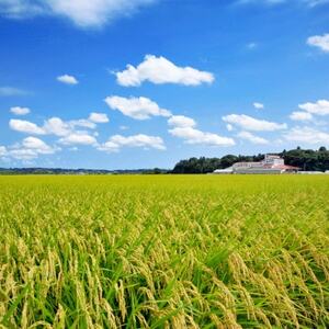 多古米セレクション　高石健太郎さんの多古米コシヒカリ　玄米5kg　令和7年産【配送不可地域：離島】【1655285】