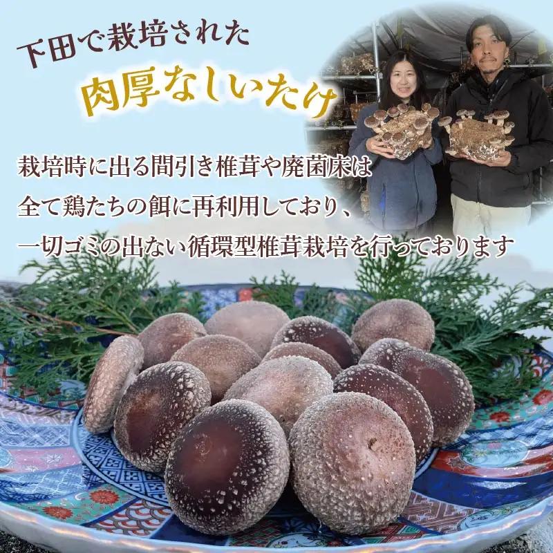 しいたけ 800g 椎茸 先行予約 菌床椎茸 きのこ 静岡 下田 伊豆 養鶏 farm1987