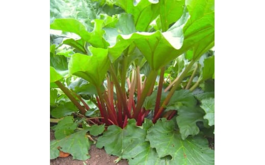 ぶんぶく亭「Stoneルバーブジャムセット」240g×3本｜赤いルバーブのジャム3瓶詰め合わせ【長野県信濃町ふるさと納税】