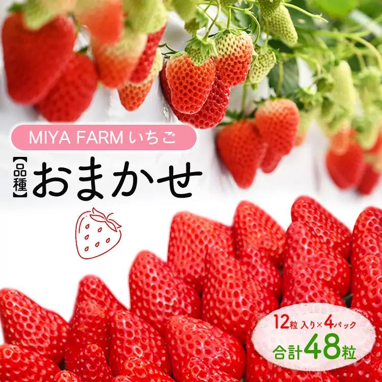 【先行予約】MIYAFARM いちご（品種：おまかせ）12粒入り×4パック 合計 48粒 ※北海道・沖縄・離島への配送不可 ※2027年1月中旬～5月下旬頃に順次発送予定