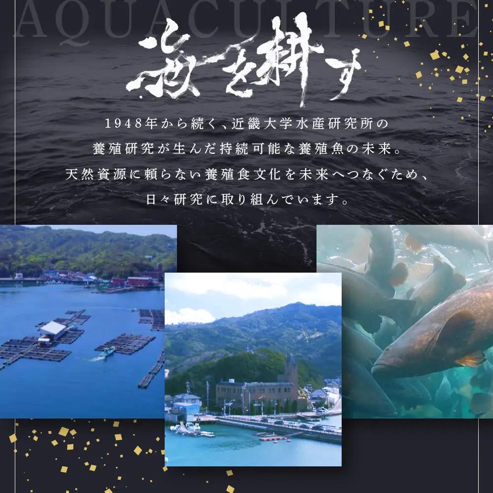 近大クエタマ鍋セット500g（2026年11月下旬～12月中旬発送）