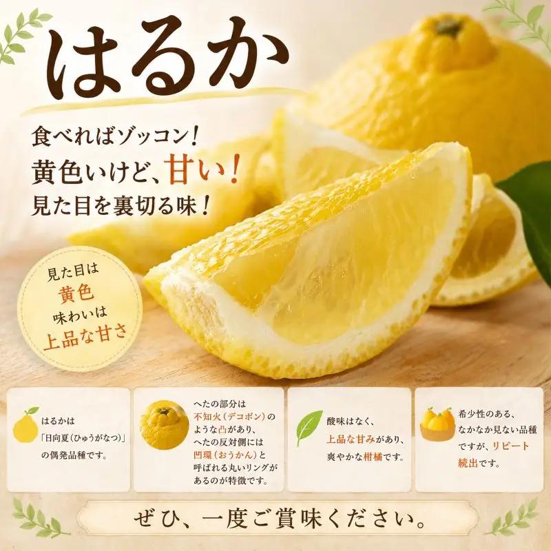 はるか 約5kg 家庭用 【2027年2月中旬頃から順次発送】 はるか 【DRM009】
