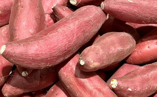 紅はるか 約5kg さつまいも サツマイモ 野菜 いも【2027年2月上旬～6月下旬発送予定】