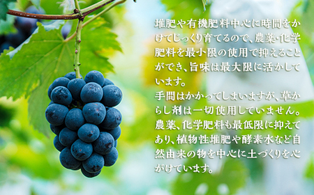 岡山県井原市美星町産 ニューピオーネ 2kg箱（3～5房入り） ご家庭用