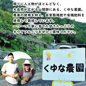 訳あり キウイフルーツ 紅妃 2.6kg 先行予約 2026年10月上旬～ キウイ