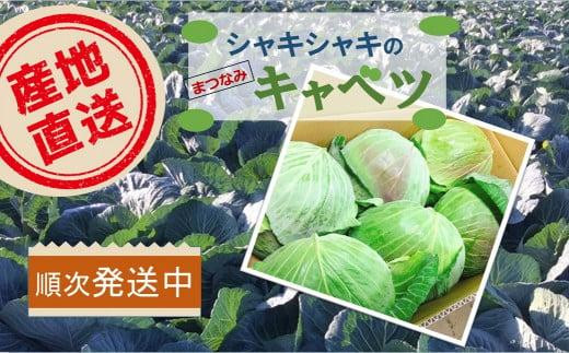 
【先行予約】【大阪泉州特産】冬のシャキシャキ『松波キャベツ』
