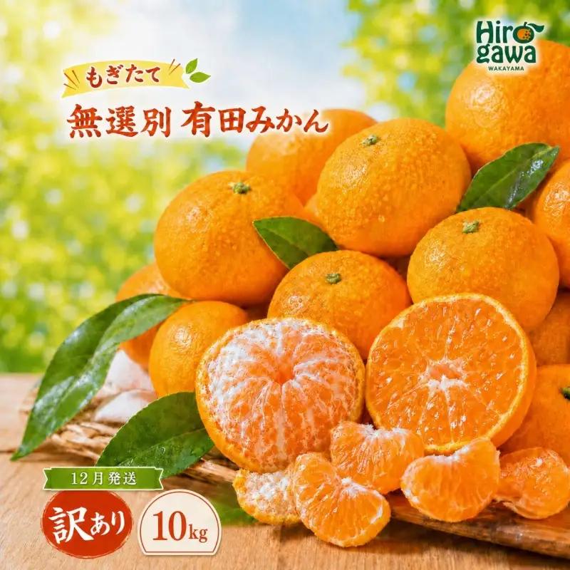 もぎたて 無選別 有田 みかん 10kg 訳あり 12月 配送 / ミカン 蜜柑 柑橘 温州みかん 和歌山 有田 ※2026年12月上旬～12月下旬に順次発送 【oda004-c-10-12A】