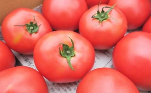 北海道栗山町産　うまみぎっしり大玉トマト ２kg