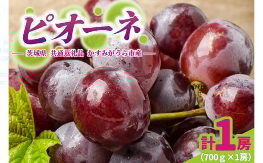 ピオーネ700g×1房　県内共通返礼品かすみがうら市産 (BR178)