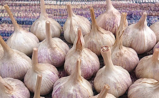 山形県 戸沢村産 最上赤にんにく 5個 約250g 国産 野菜 やさい 大蒜 ニンニク ストック 保存 自宅 家庭 F7W-0501