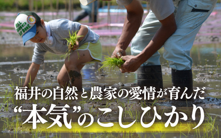 【先行予約】【令和7年産・新米】特別栽培米 こしひかり 5kg【白米】【10月中旬前後より順次発送予定】【こめ コシヒカリ 人気品種 ブランド米 5キロ 白米 精米 玄米 おにぎり うまい 福井県ブラ
