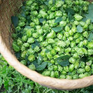 【定期便3回】キリン 一番搾り とれたてホップ 生ビール 500ml × 24本 1ケース 3ヶ月  ＜ 遠野産ホップ 使用 ＞  限定 ビール お酒 BBQ 宅飲み 家飲み 晩酌 ギフト 缶ビール 