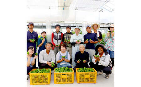 【先行予約】高知県産 植田ファームのこだわりピーマン 2kg〈2026年10月1日?2027年6月下旬〉高知県 土佐市【株式会社植田ファーム】[BQAT002]
