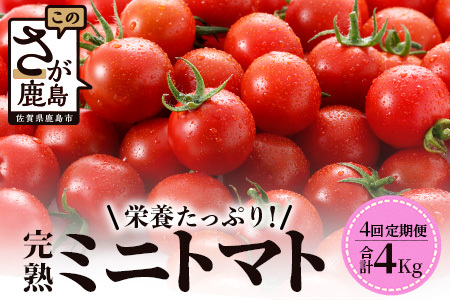 【先行予約】【2026年1月から出荷】【4回定期便】完熟ミニトマト Ricotomato 1kg 合計4kg 月1回 年4回発送 野菜 とまと トマト 佐賀産 佐賀県 鹿島市 送料無料 春 夏 旬 F-32