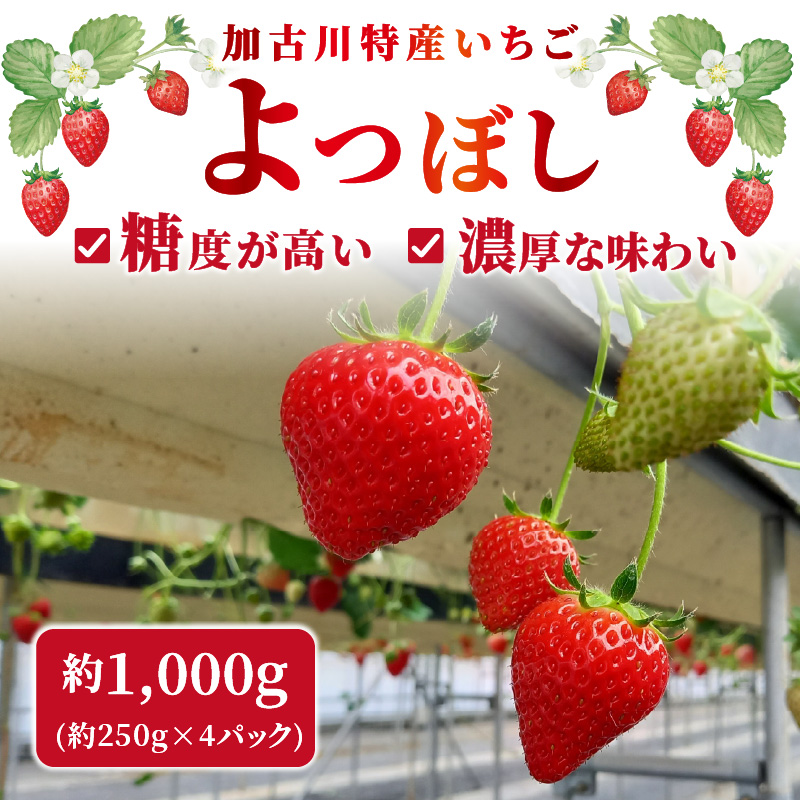 兵庫加古川(小林農園)特産いちご 4パック[1月中旬より順次発送]《 苺 いちご 期間限定 よつぼし フルーツ 果物 国産 送料無料 》【2401C09502】