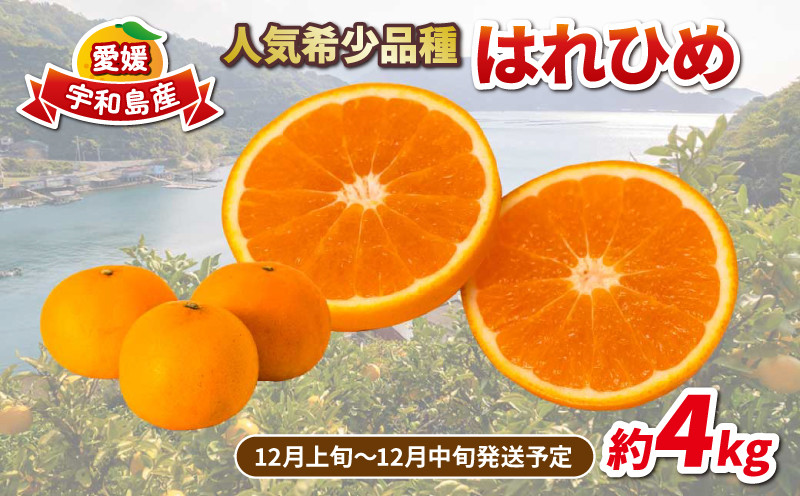 
                  愛媛みかん はれひめ 4kg 家庭用みかん 協徳ガーデン 瀬戸の晴れ姫 晴姫 蜜柑 mikan 吉田みかん 愛媛みかん 愛媛ミカン 愛媛蜜柑 愛媛県産みかん 果物 くだもの 柑橘 フルーツ 希少 品種 数量限定 産地直送 農家直送 国産 愛媛 宇和島 B012-178001
                