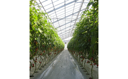 訳ありミニトマト　約3kg