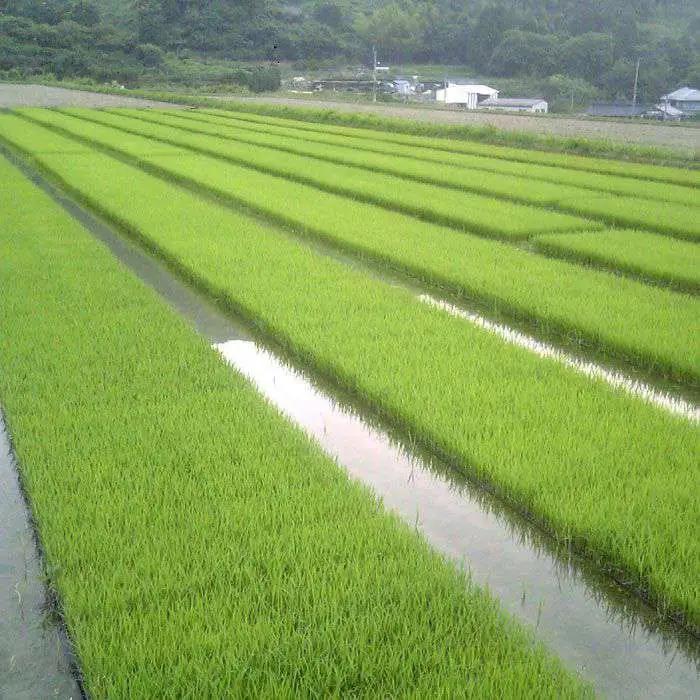 福吉産 の お米 ・ 2品種 セット 糸島市 / 二丈赤米産直センター [ABB011] 米 食べ比べ