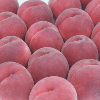 ふるさと納税 山梨市 【発送月固定定期便】フルーツ定期便全2回 |  | 01