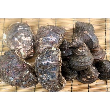 【ふるさと納税】★期間限定★周防大島バーベキューセット！天然殻付き岩ガキ6個+べっぴんさざえ1kg≪天然活≫【先行受付開始！2026年5月15日以降のお届け】