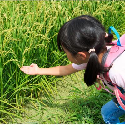 ふるさと納税 さくら市 【令和7年産新米】栃木県産とちぎの星 精米5kg 栃木県共通返礼品・栃木県産 |  | 02