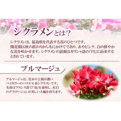 ふるさと納税 中島村 【先行予約】シクラメン6号鉢(プルマージュ)　ブルーメあぶくま |  | 01