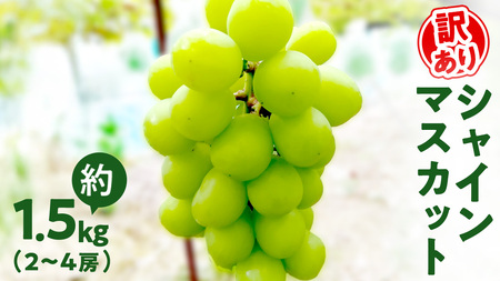 訳あり シャインマスカット 約 1.5kg (2～4房)( 茨城県共通返礼品：石岡市 )