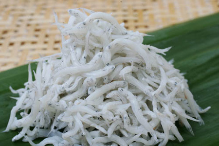 紀州湯浅湾直送！特選　茹でたて 釜揚げしらす　木箱　1kg　【冷蔵】