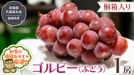 【 桐箱入り 】ゴルビー （ ぶどう ） 1房 【2026年9月から発送開始】（茨城県共通返礼品 [ぶどう]：結城市産）