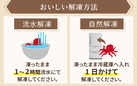 【先行予約】茹でたこ 約1.0kg※2026年5月中旬ごろ順次発送｜北陸 タコ 下処理済み [B-018007]
