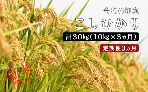 150264【令和6年産／お米定期便／3ヵ月】しまね川本 こしひかり 10kg (計30kg）