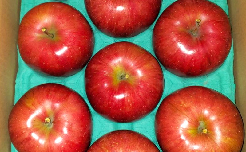 サンふじ（贈答用） 約3kg（8玉?12玉入り）トメズファーム　りんご　長野　信州　小諸　果物　フルーツ