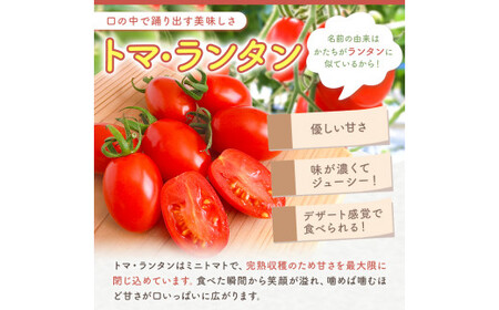ミニトマト生産量 日本一 玉名市 !！ 「 トマ・ランタン 」 約 2kg ミニトマト トマト Vege Rise 