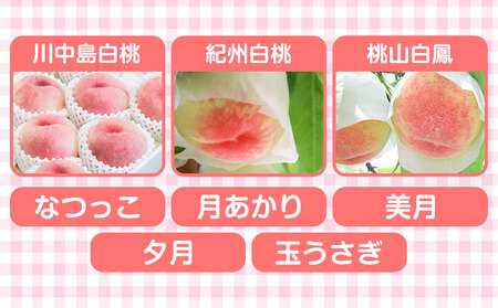 和歌山県の桃 3玉 手提げ袋入り もも 株式会社ふるーつふぁーむわかやま 《7月上旬-8月中旬頃出荷》 和歌山県 紀の川市