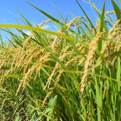 ふるさと納税 小野町 【毎月定期便】福島県小野町産ひとめぼれ 精米 5kg(5kg×1袋)全3回 |  | 03