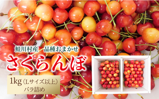 【令和7年産 早期受付】 鮭川村産さくらんぼ ＜品種おまかせ＞ Lサイズ以上バラ詰め 1kg（500g×2P）